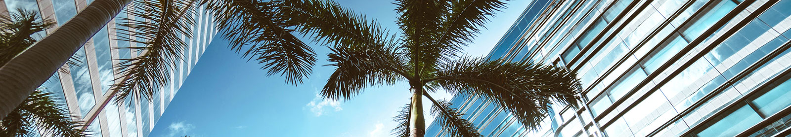 Palm trees in front of business buildings